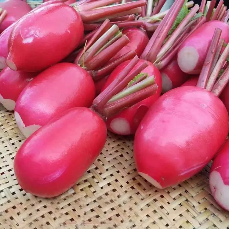 水萝卜新鲜泡菜红皮白心胭脂萝卜农家蔬菜