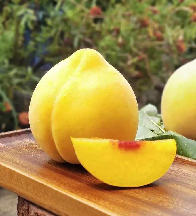  正宗四川高山锦绣黄桃脆软两吃现采现摘脆甜多汁新鲜水果8斤