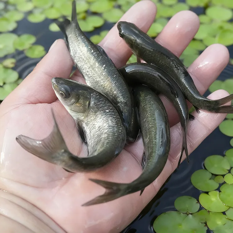 螺丝青黑草黑鲩鱼乌青水族活体淡水可观赏鱼