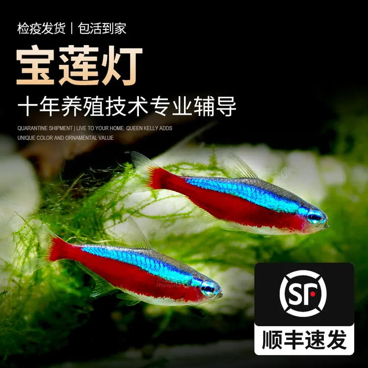 【直播特惠】印尼野血F1宝莲灯鱼淡水鱼热带鱼小型灯科鱼活体观赏鱼
