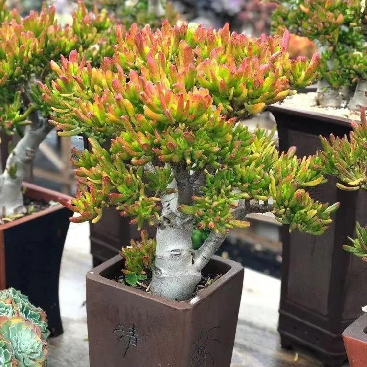 吸财树老桩超大招财纳福室内多肉植物玉树耐寒好养办公室好物装饰