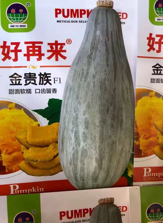 【金贵族南瓜种子】贵族南瓜丑瓜家庭阳台小院盆栽地栽四季种植