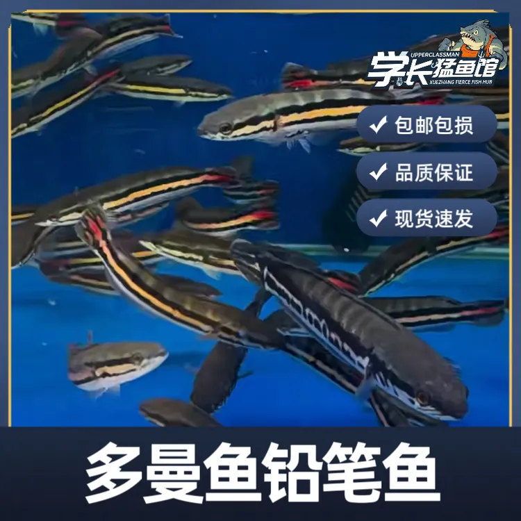 印尼野生多曼观赏鱼热带鱼淡水鱼