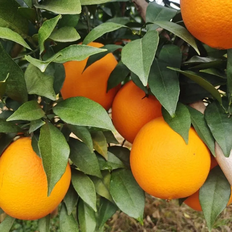 道州脐橙新鲜现摘