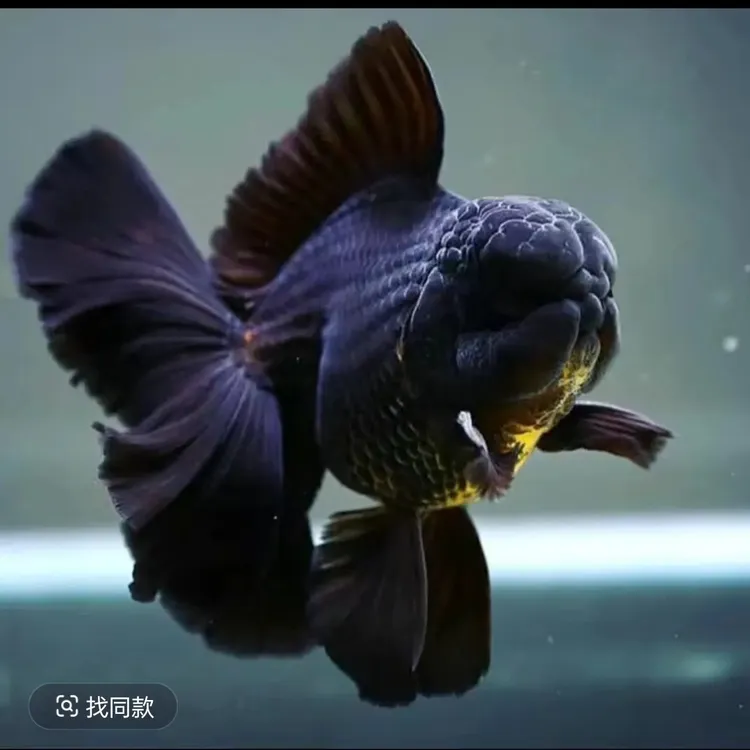 黑泰师将军体型金鱼活体冷水观赏鱼包邮包开箱活无开箱视频不售后
