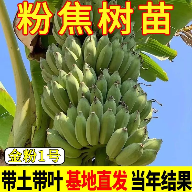 正宗粉焦树苗香蕉树苗广东小米焦苹果粉苗耐寒南北方可种当年结果