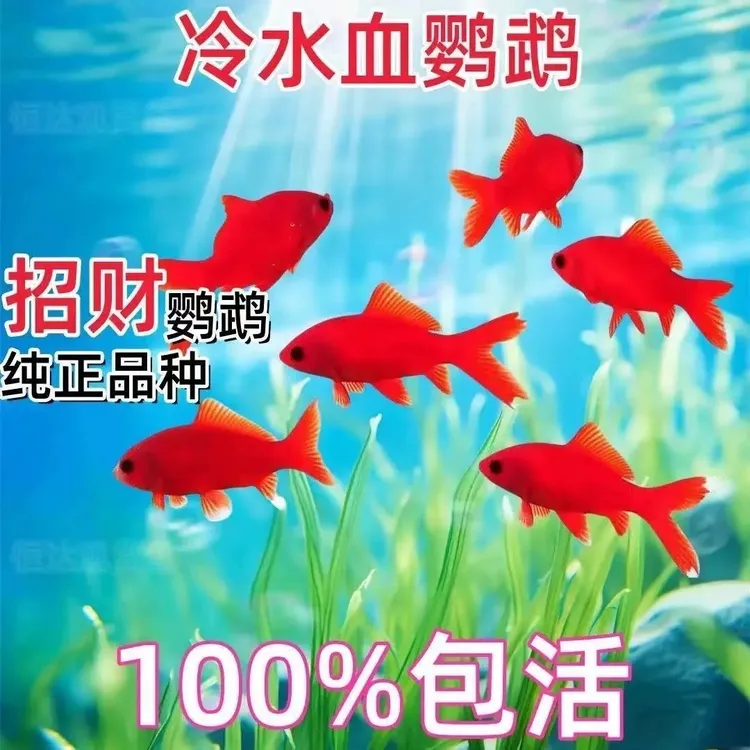 冷水鹦鹉鱼观赏鱼好养耐活淡水招财黑眼纯种红鱼