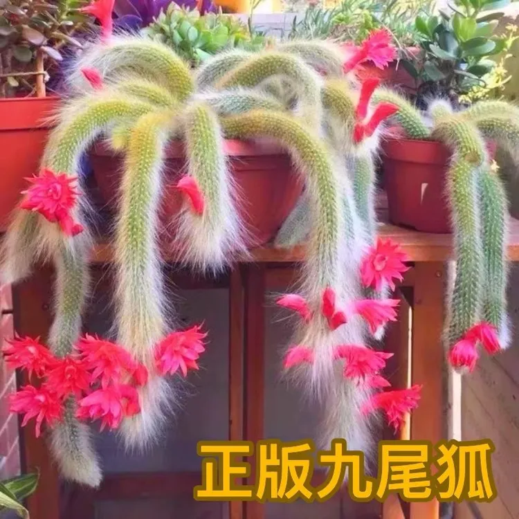 【正版九尾狐10棵】多肉植物长毛九尾狐仙人球稀有多肉好养会开花