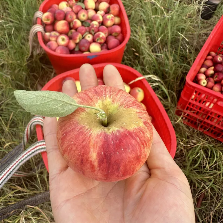 头茬现摘新鲜樱桃苹果红心当季应季水果酸甜脆爽可口（大果）