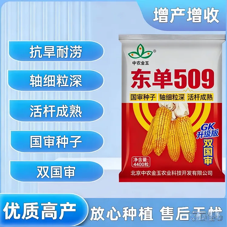 高产原装东单509玉米种子双国审大棒玉米种紫杆紫根矮杆抗倒抗病