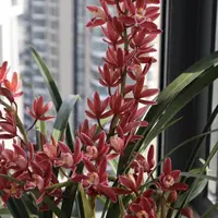 【红双喜一年苗】 【福利款】新手植物 花多爆花机器  主播推荐