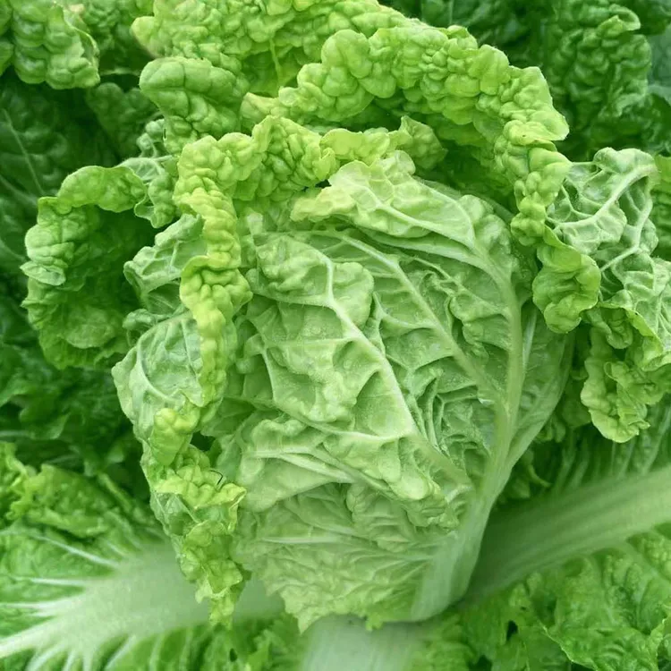 【多人好评】火锅白菜种子叶子多秋播易种青叶蔬菜下锅耙火锅菜种籽