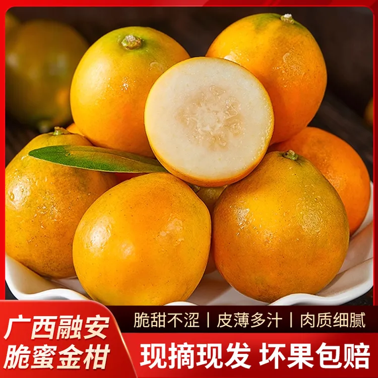 【三代脆蜜】广西融安脆蜜金柑新鲜采摘现摘现发产地发货顺丰包邮