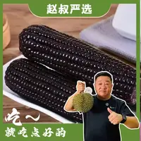 【赵叔推荐】黑糯玉米 粗粮主食 巧克力玉米礼盒装辽宁省