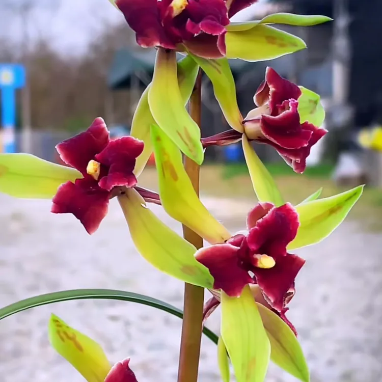 国兰直播间精品兰花直播间一物一拍兰花绿植