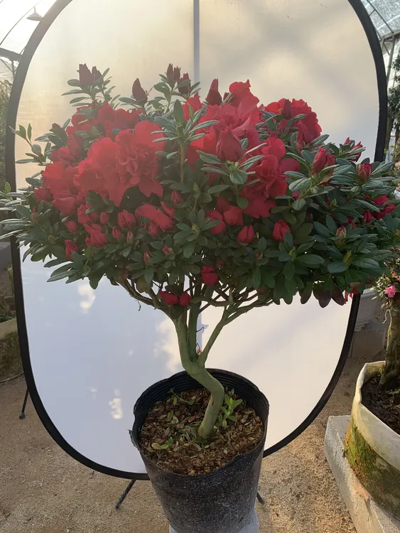 比利时杜鹃花盆栽带花苞老桩树四季开花年宵花室内外阳台别墅庭院