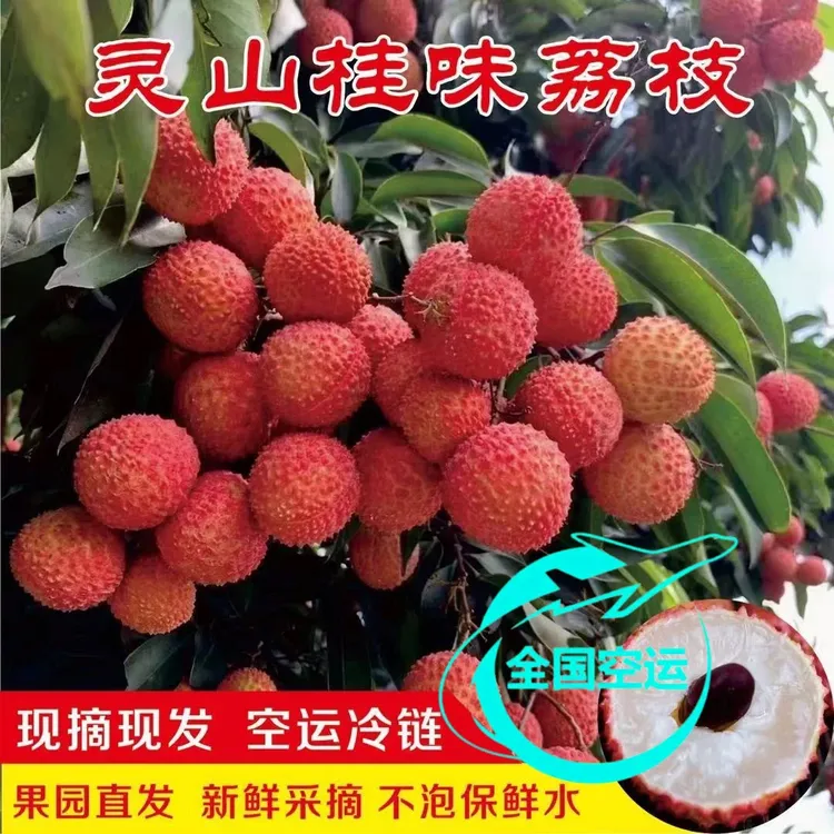 灵山桂味荔枝新鲜水果当季整箱现摘老树纯甜孕妇顺丰空运包邮