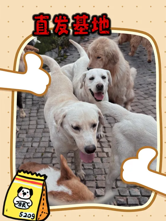 下单（直发基地）（地址随便填）全犬期通用新鲜狗粮