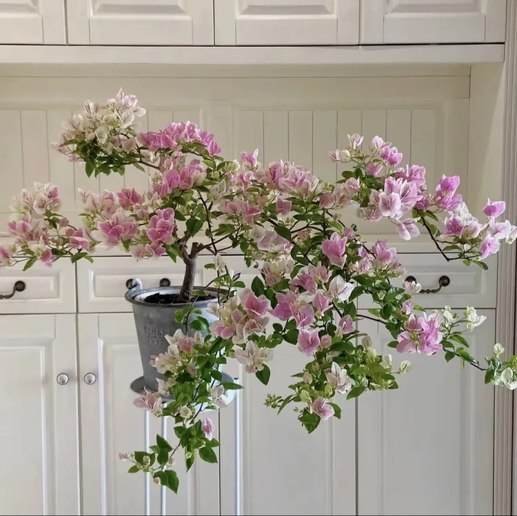 【一物一拍】漳红樱三角梅壮苗好养易开花四季开花阳台花卉绿植