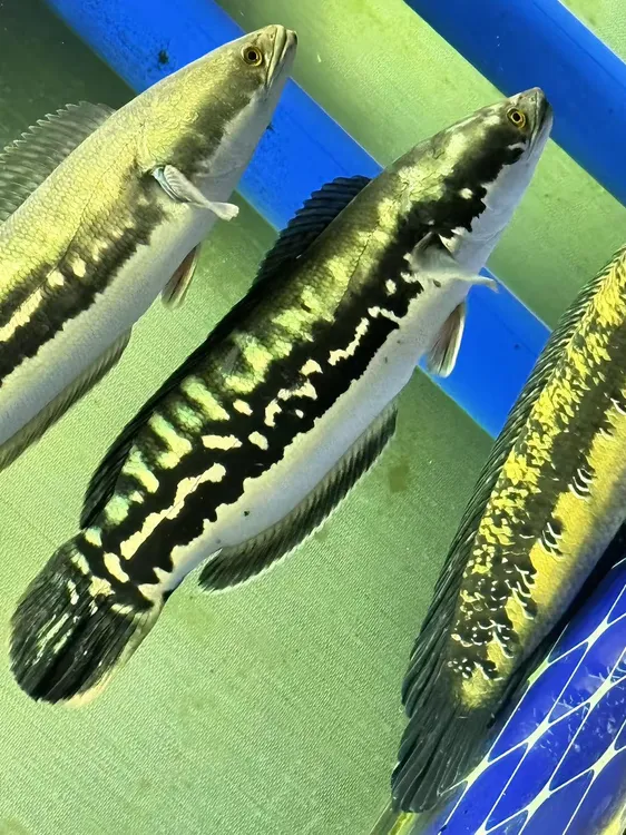 顺丰包邮大型凶猛热带观赏鱼苗铅笔鱼雷龙好养耐活大铅笔