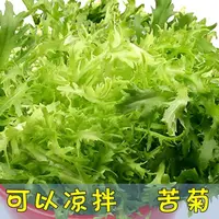 【满五包包邮】四季播苦苣种子盆栽沙拉牛奶菜黄心细叶苦菊种子菜籽