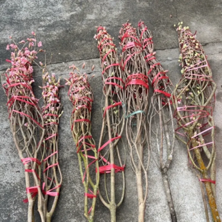 吊钟花 粉红色 插花水养水培。熟桩生桩盆栽种植树苗