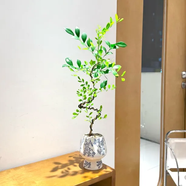 小美人艺术造型九里香盆栽盆景室内客厅办公室桌面观叶花卉绿植
