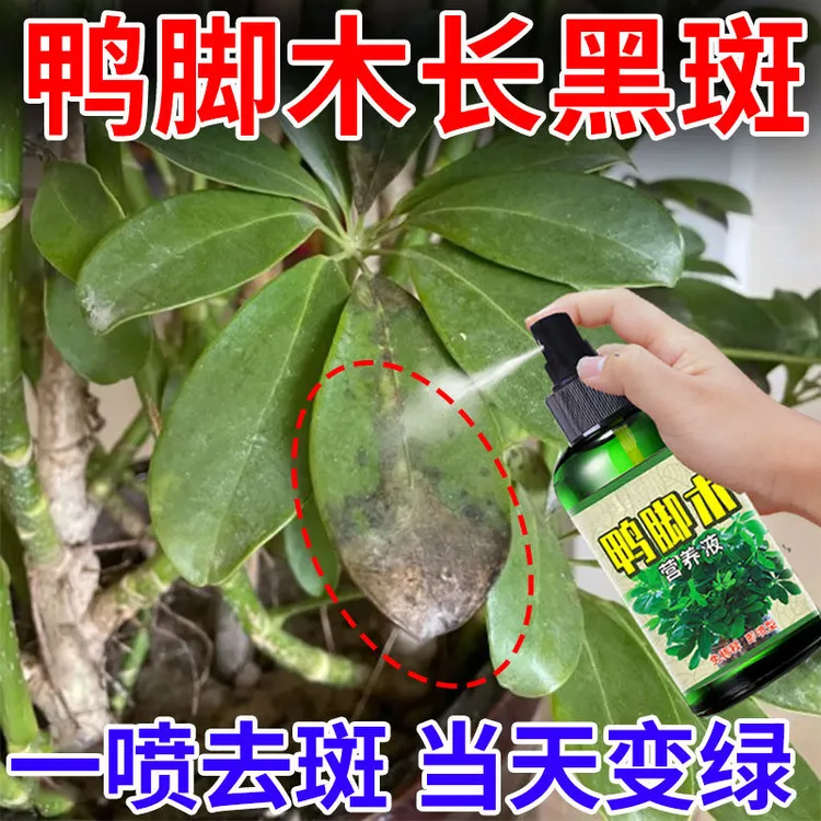 鸭脚木专用肥黑斑黄叶防烂根枯萎促生长增肥增绿免稀释营养液