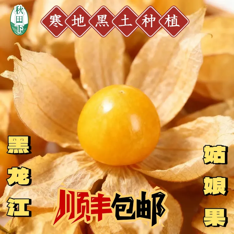 秋田下【顺丰包邮】东北黑龙江北纬47°的(姑娘果/灯笼果)纯甜无酸