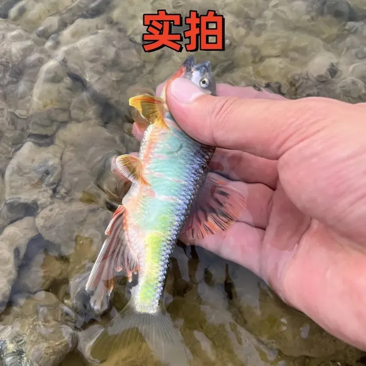 【亚成】洛阳秦岭南宽鳍鱲棘颊鱲桃花鱼冷水鱼原生鱼包邮活