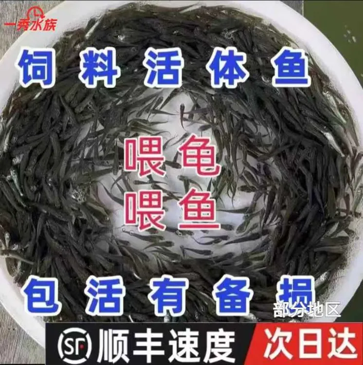 活体群游饲料鱼活体饲料鱼乌龟活体饲料喂六角鳜鱼金龙桂花活小鱼