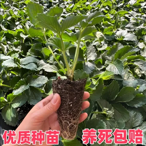 （带土发货）草莓苗四季阳台盆栽红颜牛奶草莓苗南北方种植当年结果