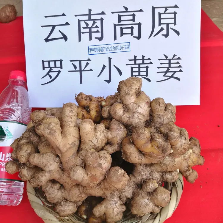 正宗云南小黄姜罗平小黄姜土姜24年老姜月子姜鲜姜老姜母1/9斤