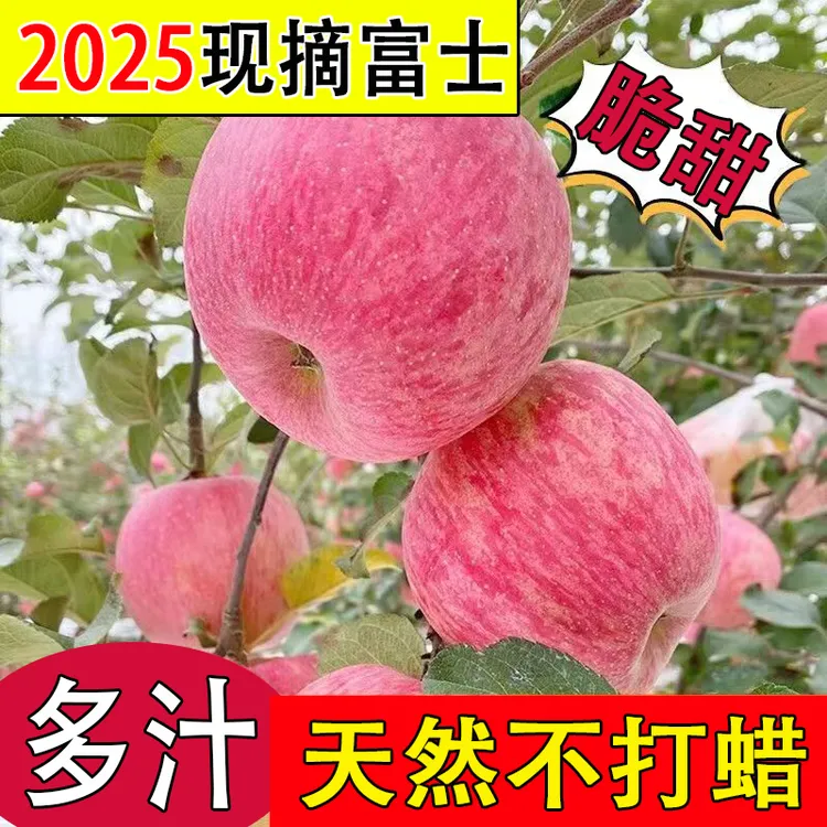 当季红富士甘肃庆阳新鲜红富士苹果清脆多汁应季水果果园现摘速发