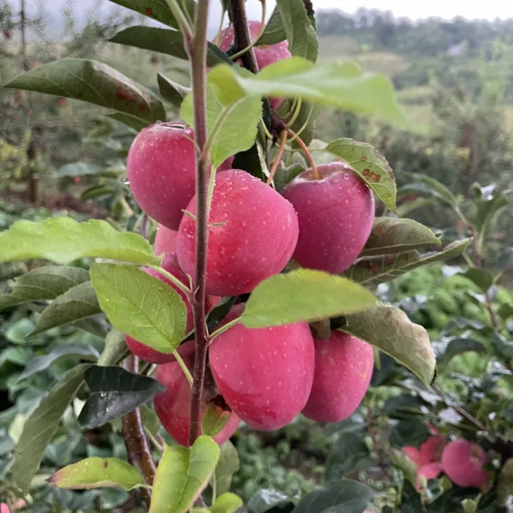 东北鸡心果 锦绣海棠果脆甜多汁现摘现发 新鲜水果