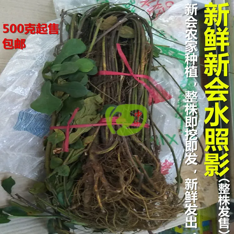 农家新鲜新会水照影枝叶根整棵野仿生水照影干护中椰子香草肝煲汤