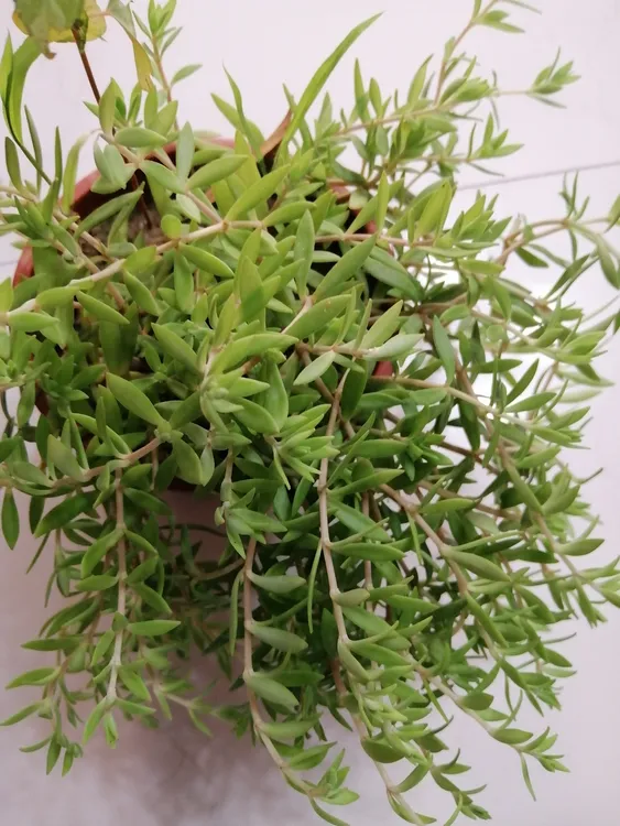 降一米唐一草，2盆去盆发货鲜花