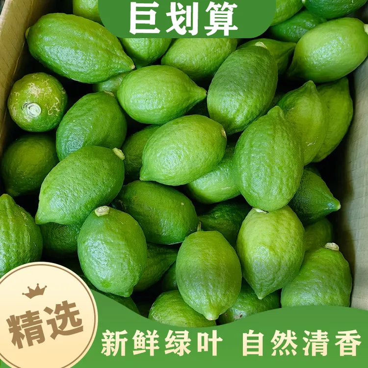 广东新鲜无籽香水柠檬当季水果奶茶店商用专用青果大果适合奶茶店