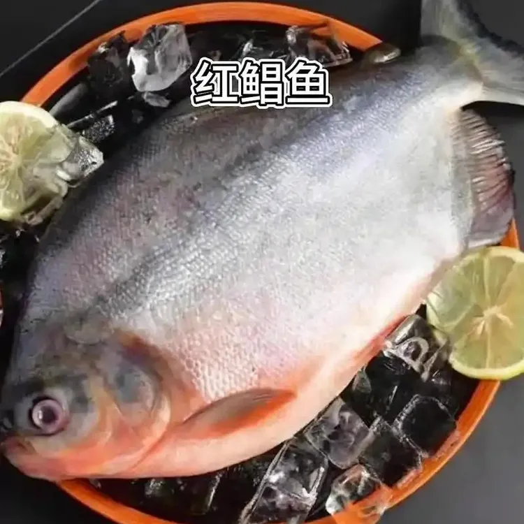 鲜活速冻大个红鲳鱼