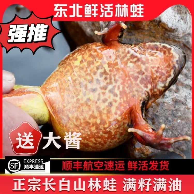 顺丰活发东北河鲜（多买更优惠）全母林蛙满油满籽母蛤蟆母雪蛤送酱