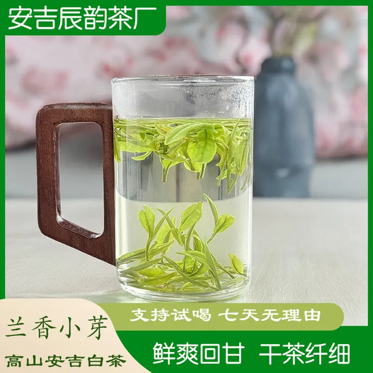 兰花香安吉兰香小芽A52高山茶安吉新茶白茶送礼明前茶春茶兰花香