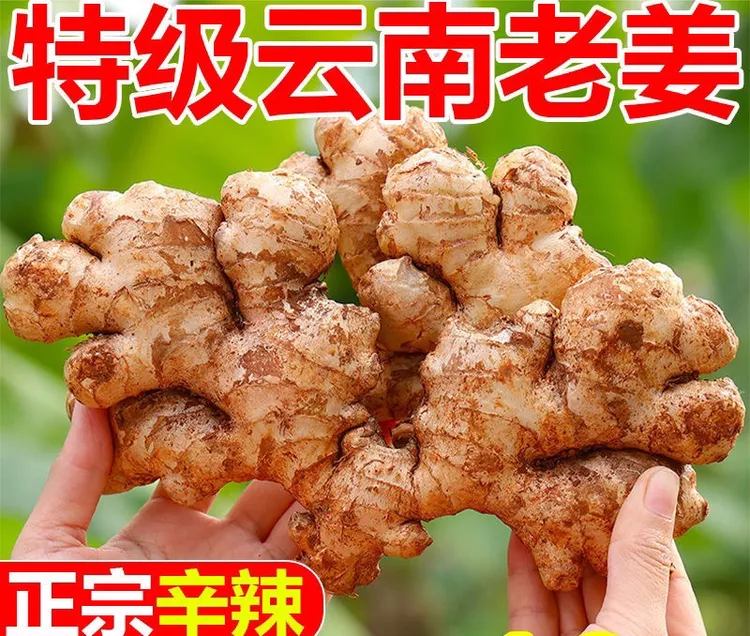 老姜 老姜 老姜 云南现挖一年半小黄姜老姜