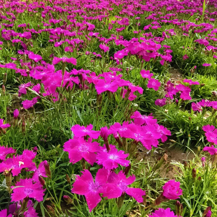 欧石竹花苗四季开花多年生耐寒耐旱庭院盆栽绿化宿根粉贝