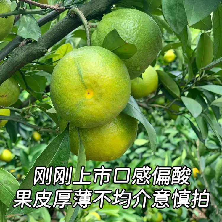 顺丰直达应季高山蜜桔无籽早熟蜜橘桔子新鲜水果橘子孕妇水果当季
