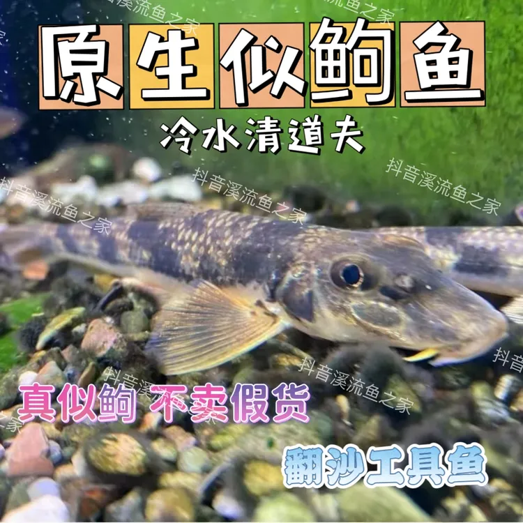 似鮈鱼中华鼠鱼冷水清道夫清洁翻砂鱼除藻清洁鱼缸淡水鱼非棒花