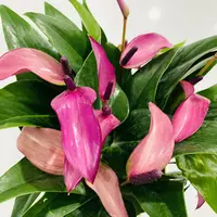 齐祖  水培紫掌精致紫色室内客厅 云南鲜花绿植