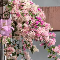 森朴【漳红樱+雪紫】原生扦插袋苗(包对版不包售后）