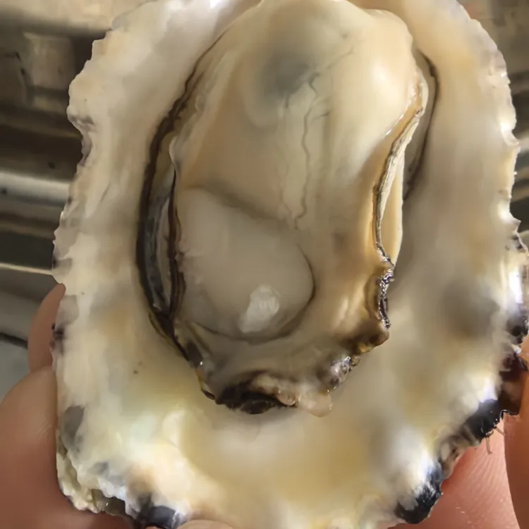 山东乳山吊绳牡蛎特鲜没泡过净重10斤通货单个1一2两(不套黄标)