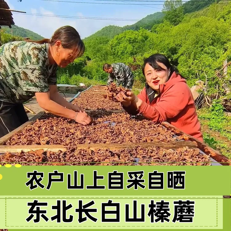 东北长白山榛蘑干货营养美味适合小鸡炖蘑菇250g农户自采自晒无根