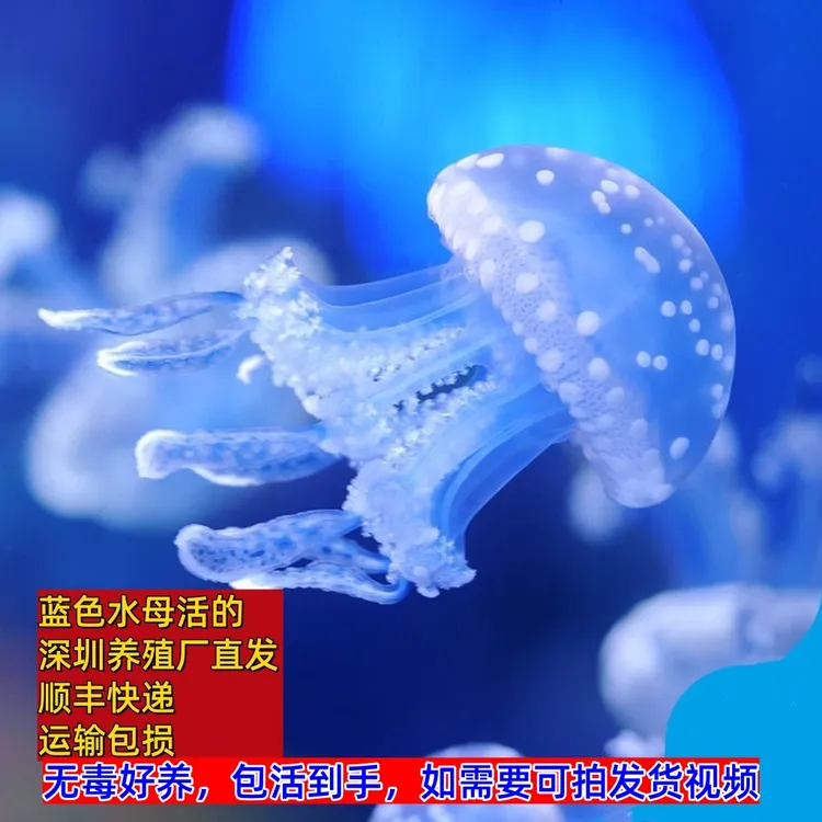 蓝色巴布亚活水母活的1-6CM活物小宠物活幼体炮弹大西洋无毒好养